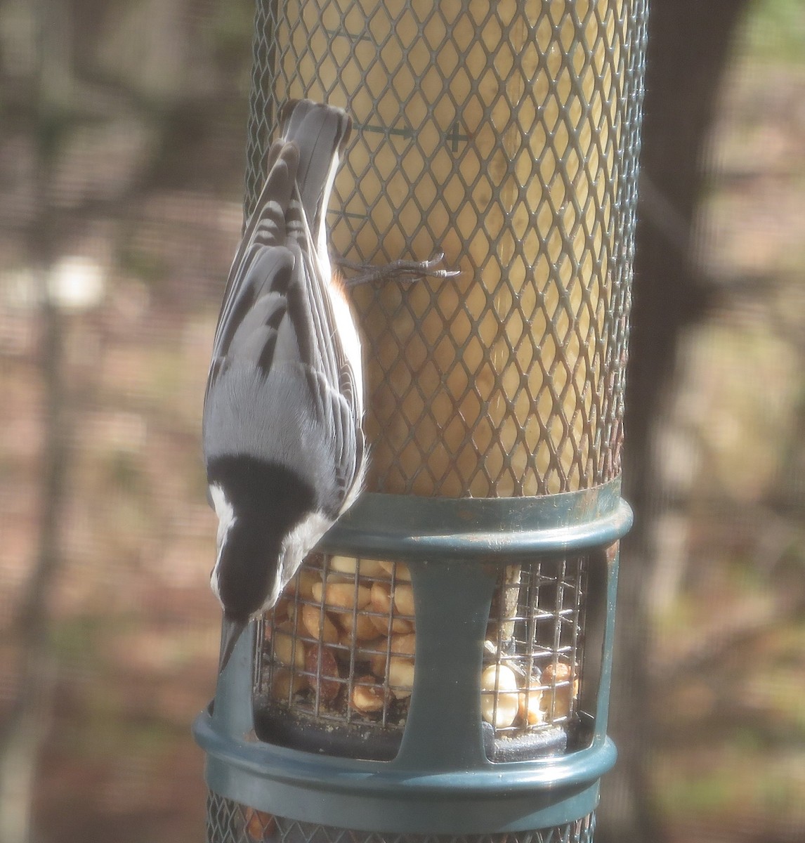 White-breasted Nuthatch - ML616951370