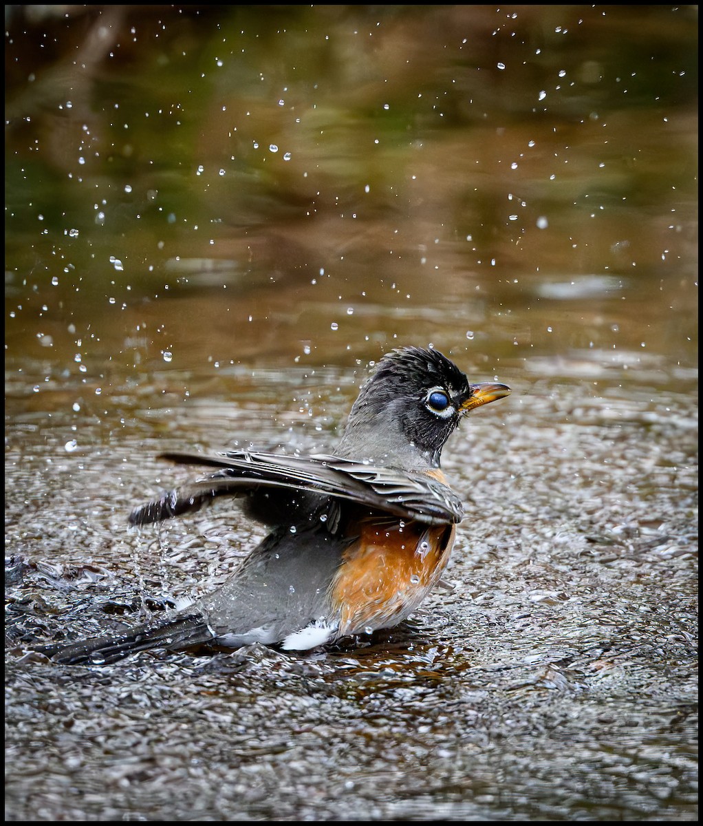 American Robin - Jim Emery