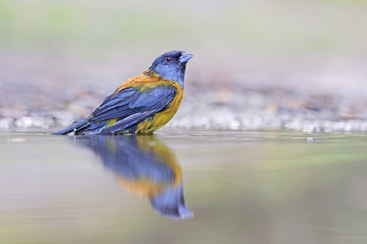 Patagonian Sierra Finch - ML616951395