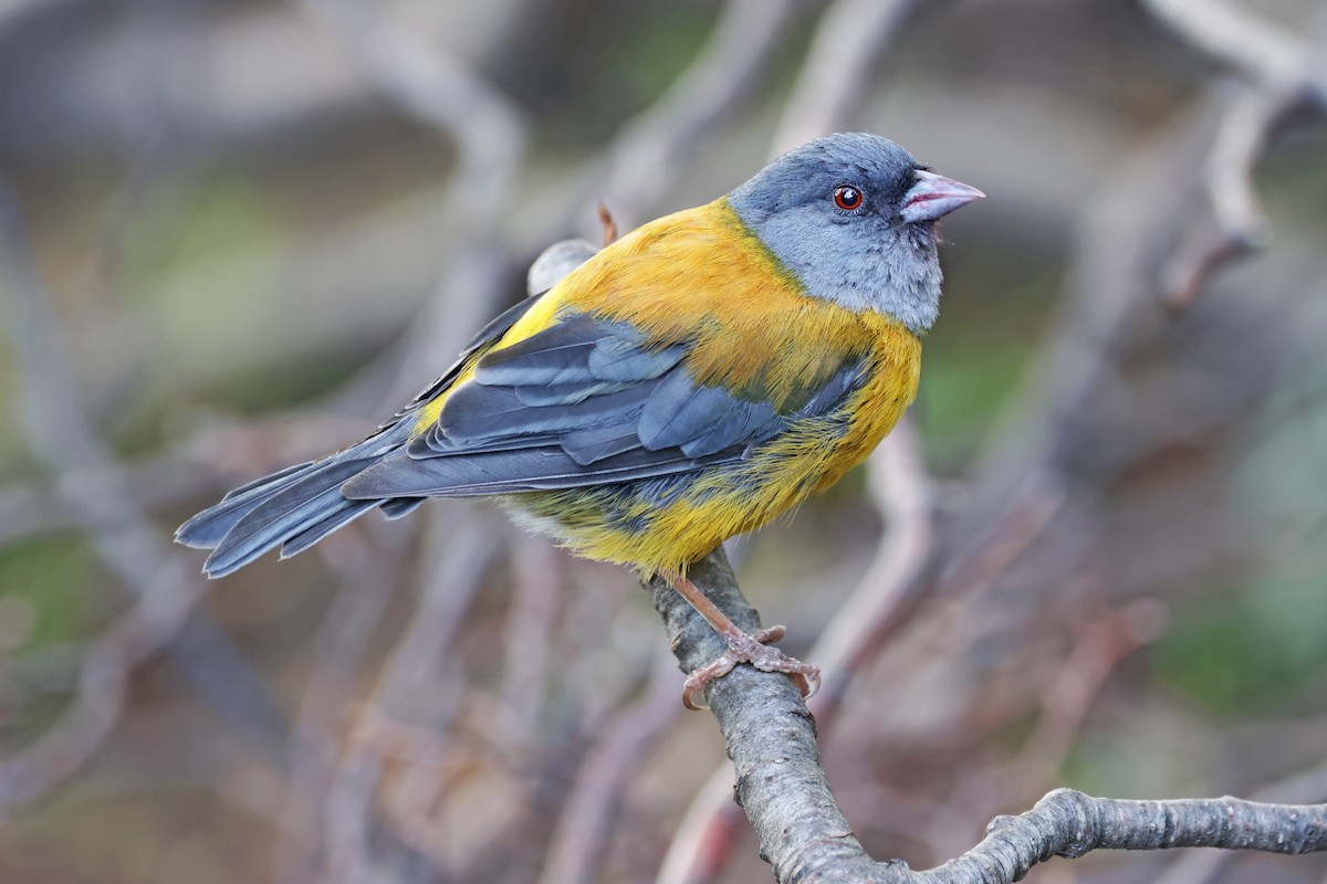 Patagonian Sierra Finch - Nathan Wall