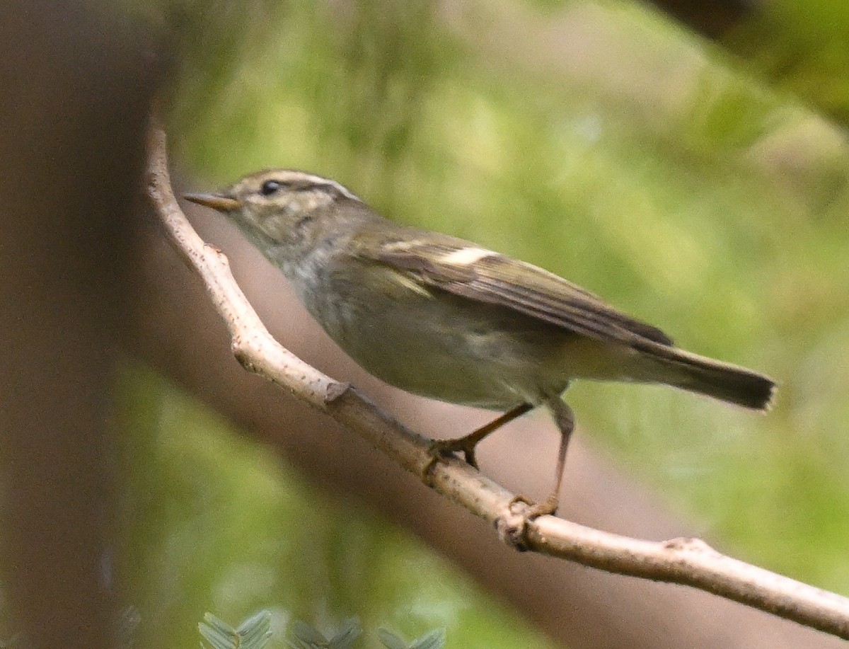 Hume's Warbler - ML616951472