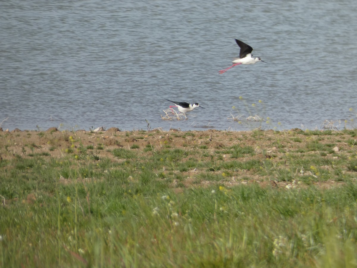 Black-winged Stilt - ML616951478