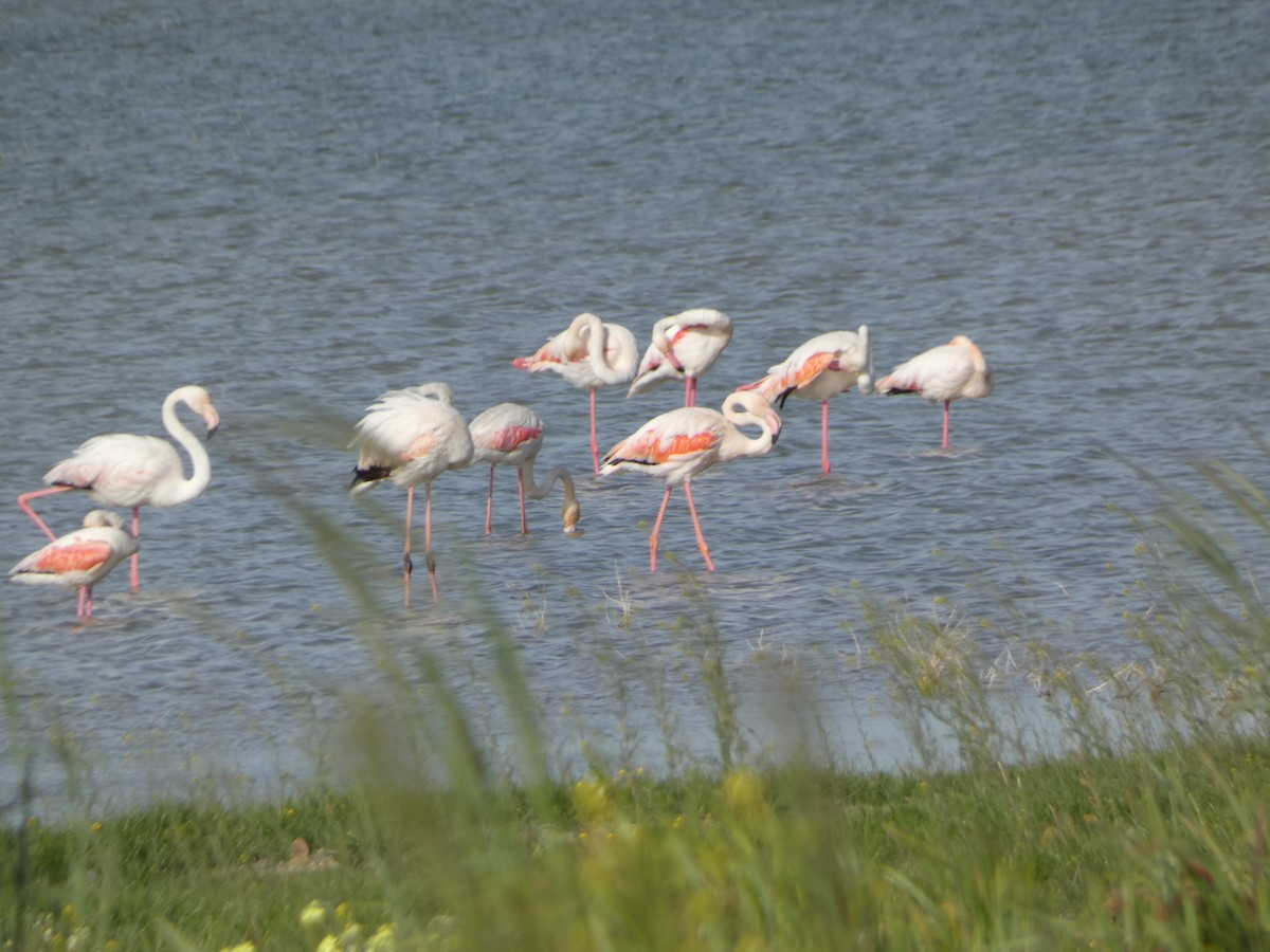 Greater Flamingo - Juan Rodriguez Palomino