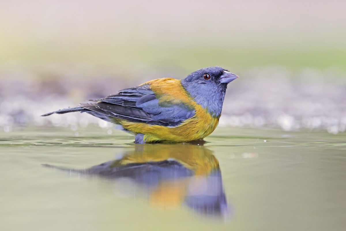 Patagonian Sierra Finch - ML616951519