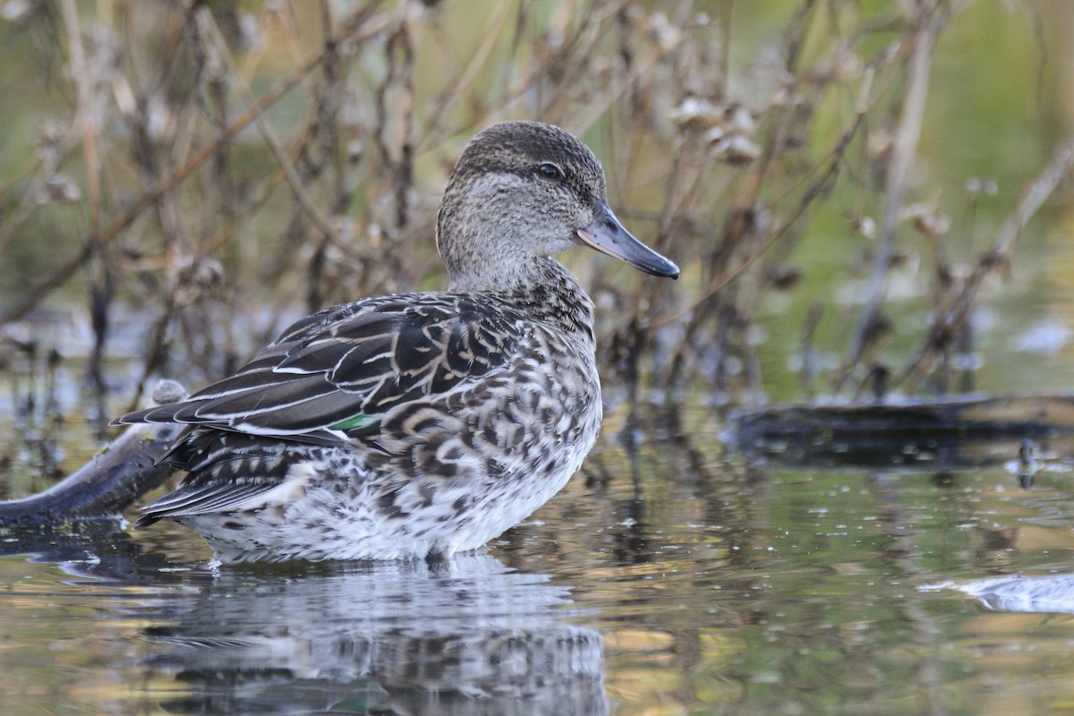 Green-winged Teal - ML616951533