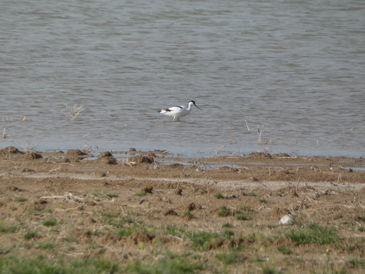 Avocette élégante - ML616951534