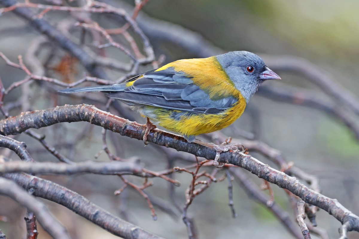 Patagonian Sierra Finch - ML616951549