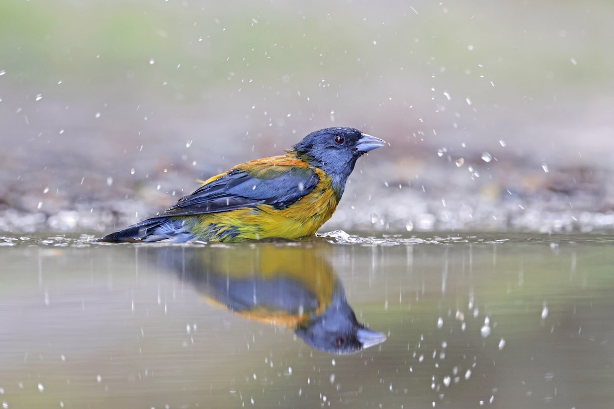 Patagonian Sierra Finch - ML616951564