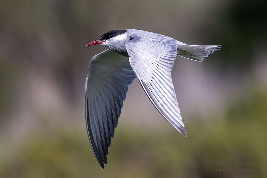 Whiskered Tern - Kevin Wade