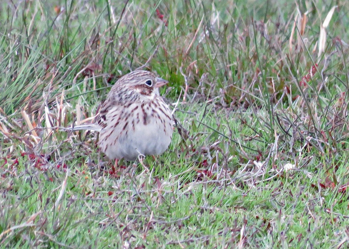 Vesper Sparrow - ML616951597