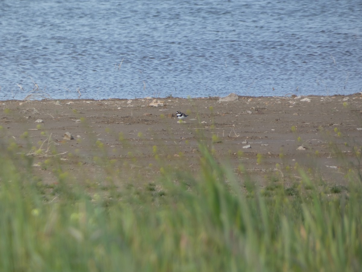 Little Ringed Plover - Juan Rodriguez Palomino