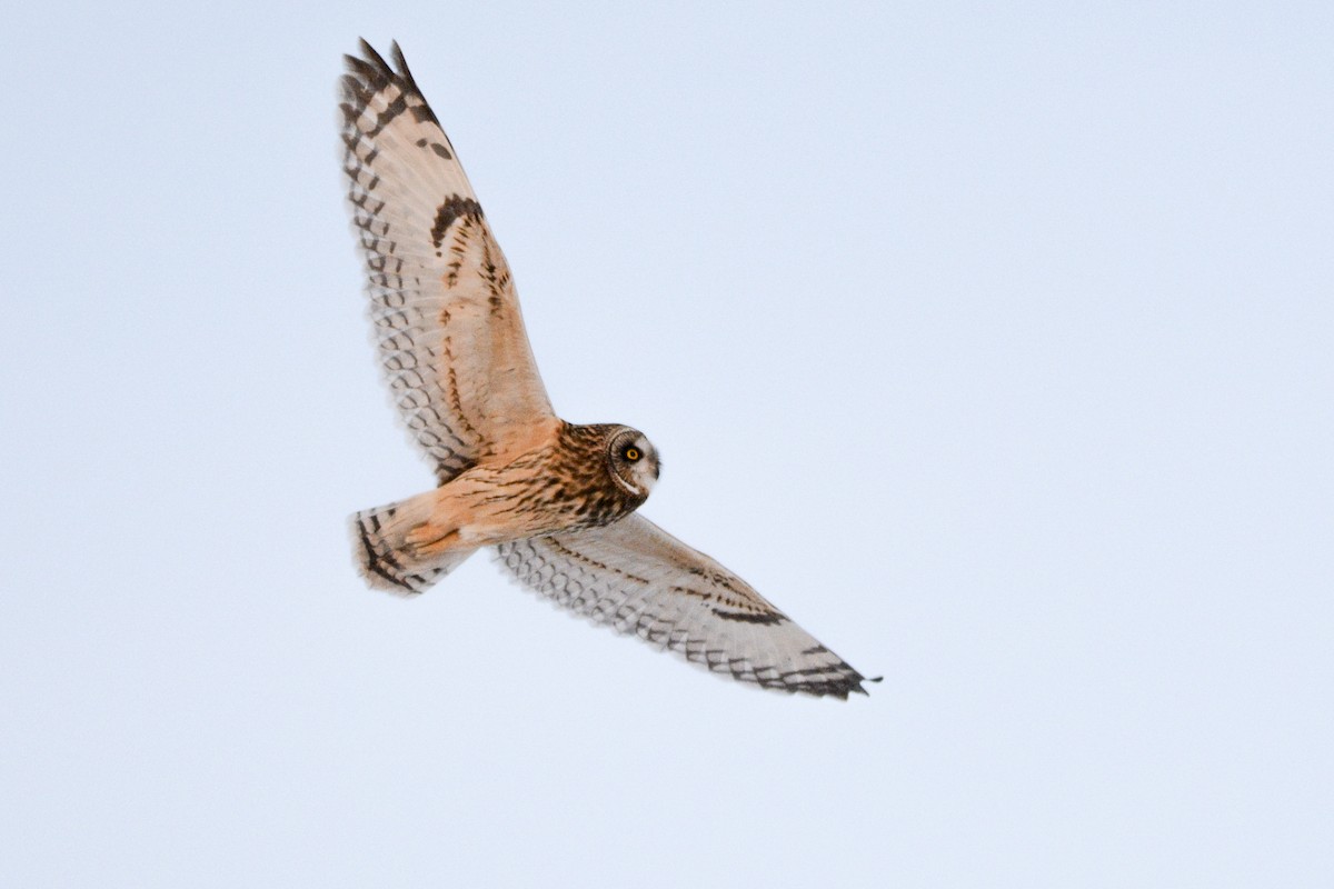 Short-eared Owl - Jax Nasimok