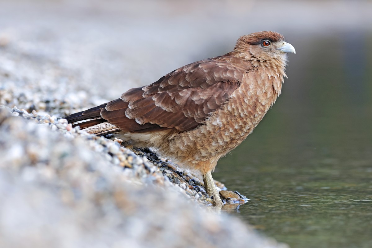 Chimango Caracara - ML616951639