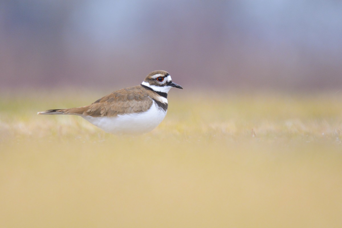 Killdeer - ML616951695