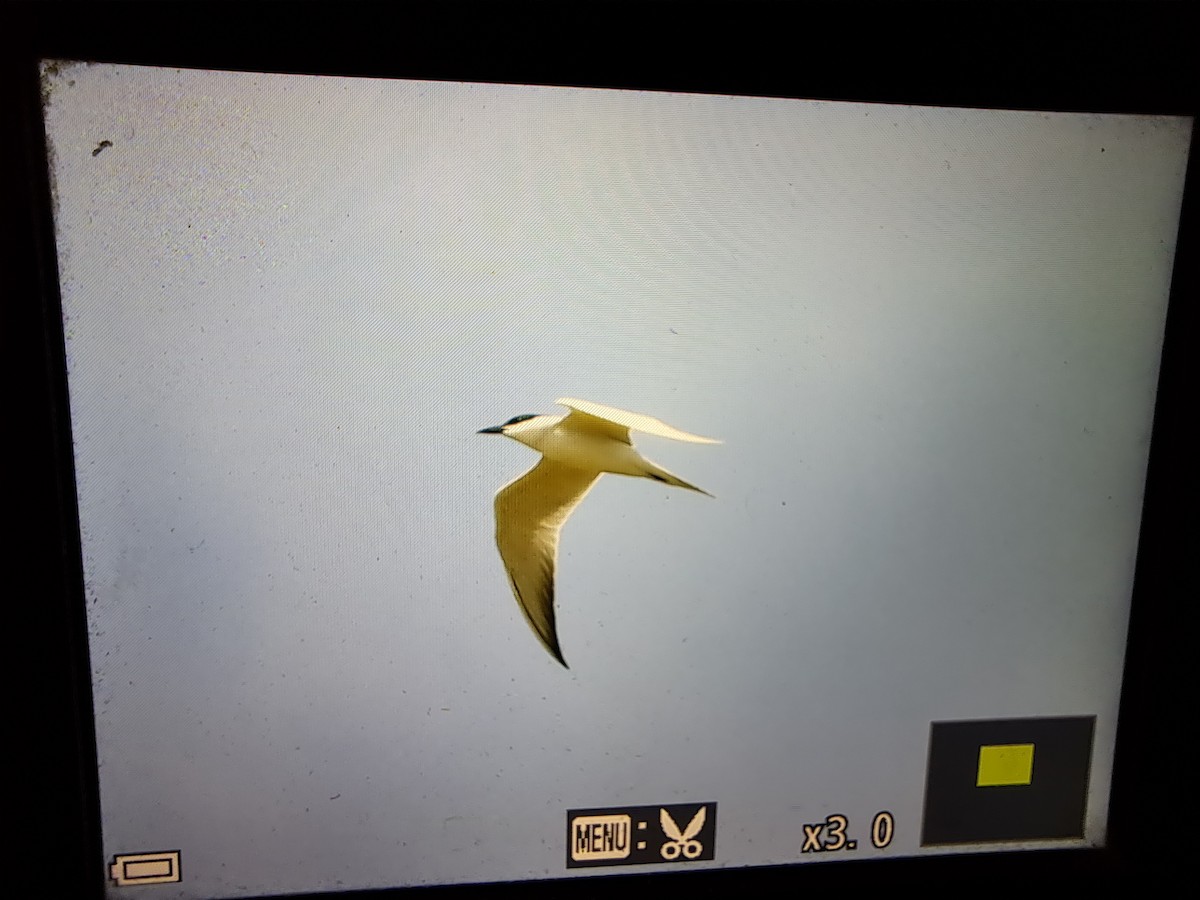 Gull-billed Tern - Pedro Moreira