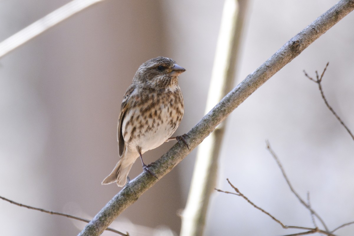 Purple Finch - ML616951732