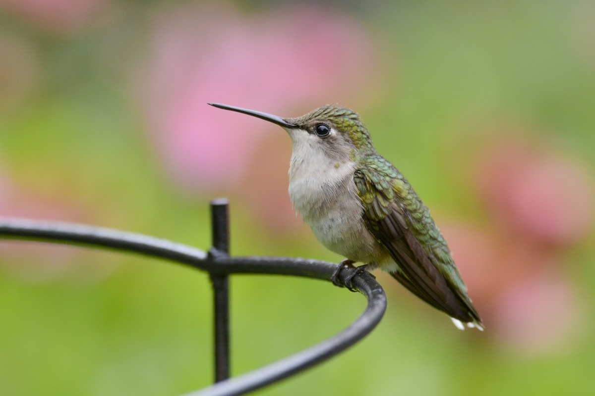 Ruby-throated Hummingbird - ML616951768