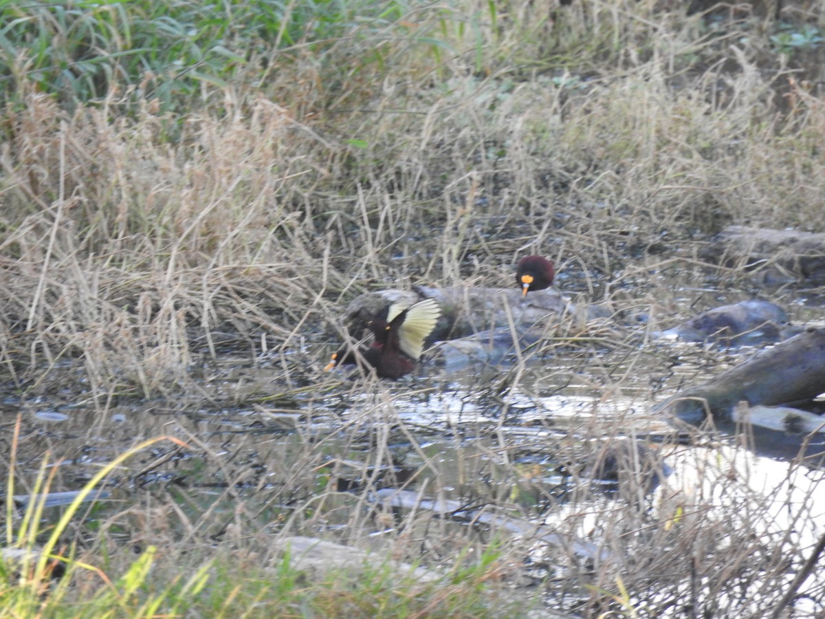 Jacana du Mexique - ML616951782