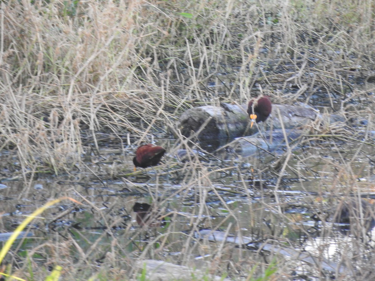 Jacana du Mexique - ML616951783