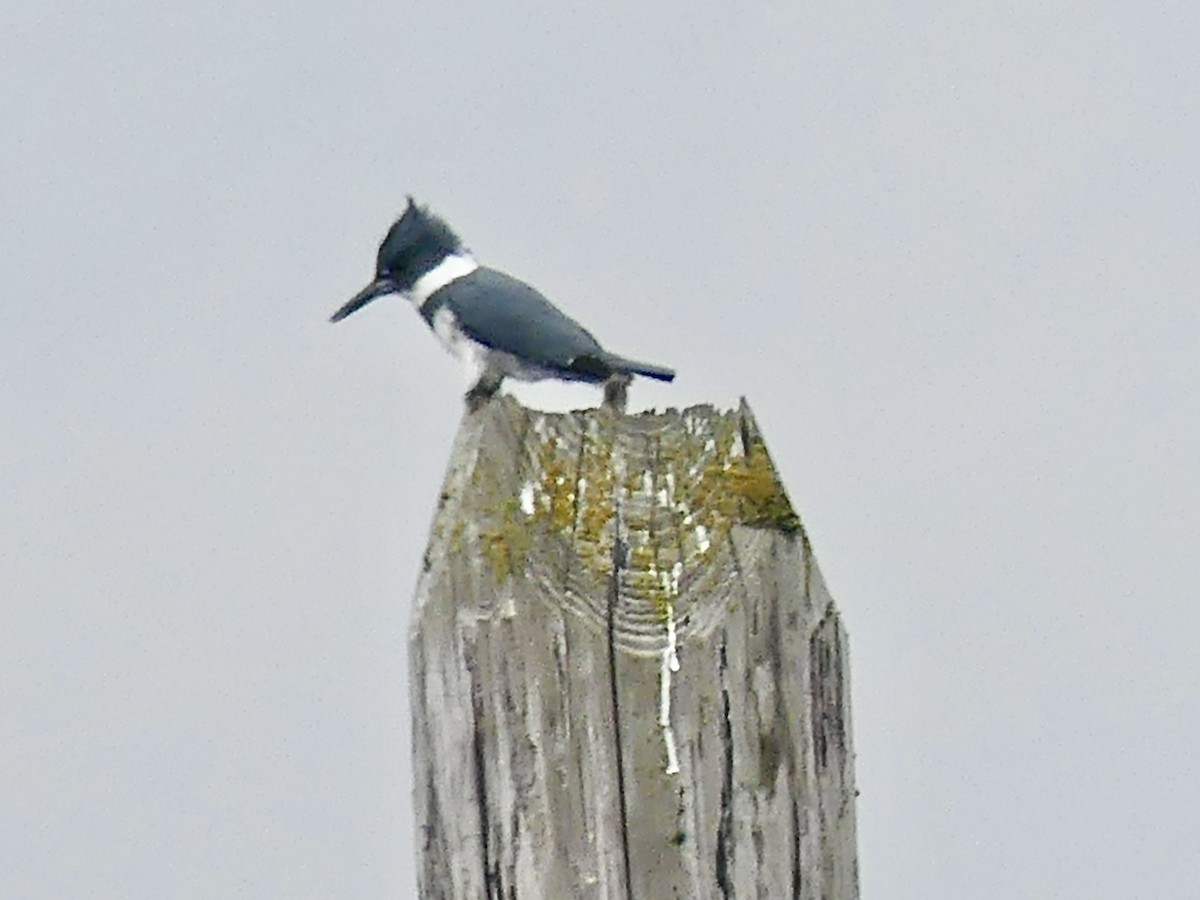 Belted Kingfisher - ML616951789