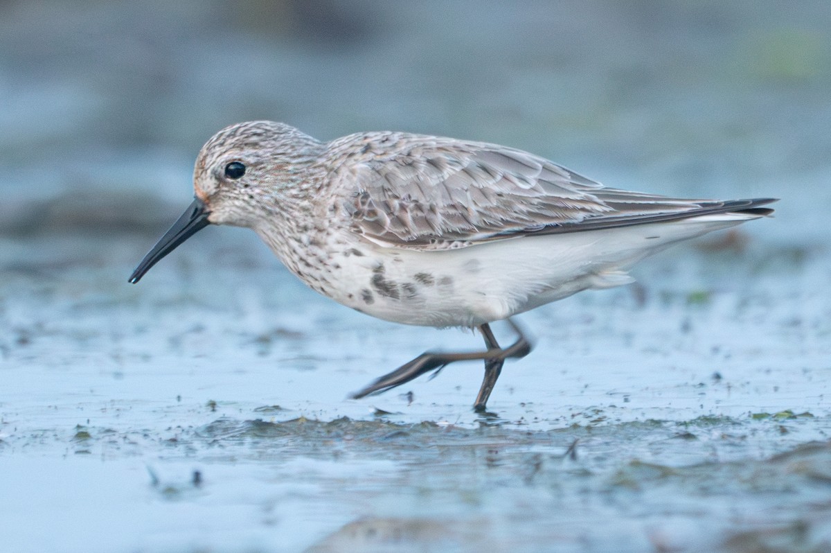 Dunlin (arctica) - Marcel Gil Velasco