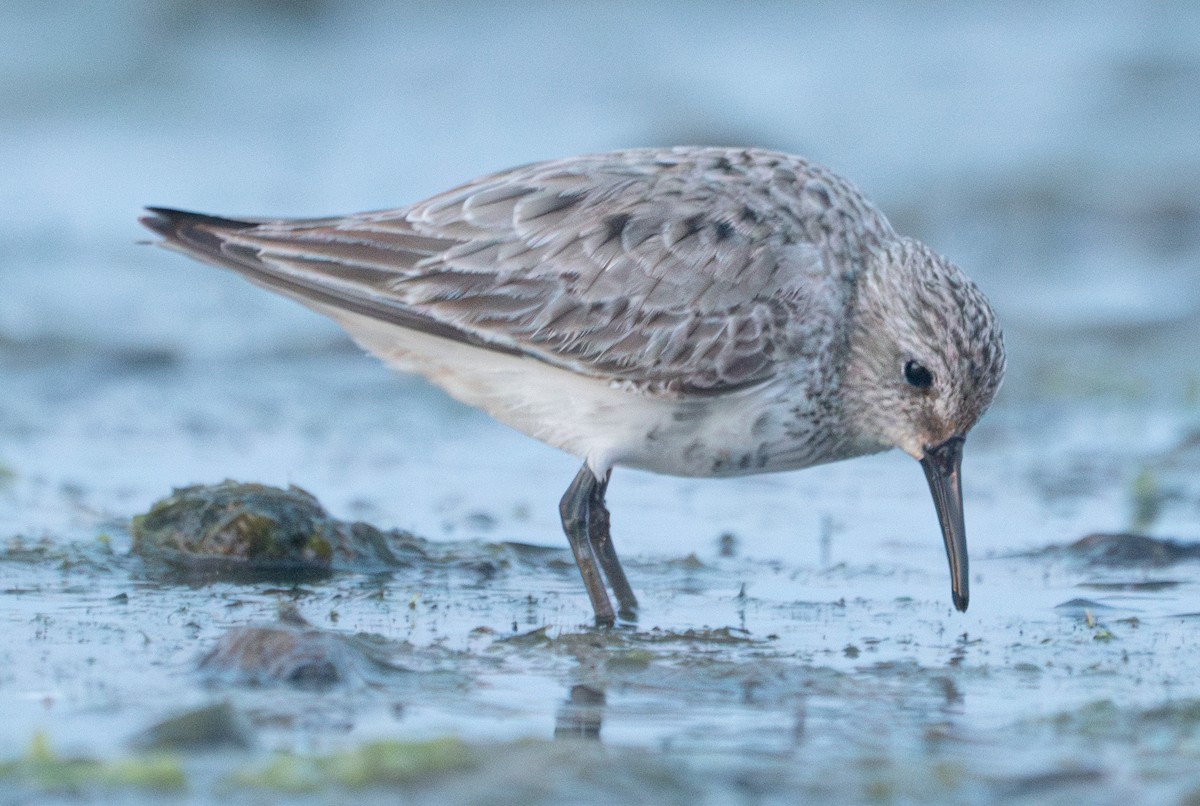 Dunlin (arctica) - ML616951919