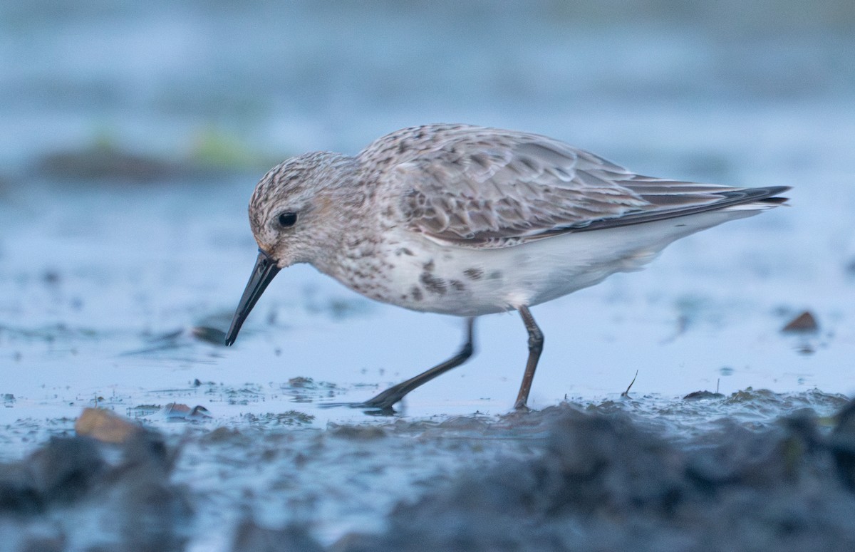 Dunlin (arctica) - ML616951934