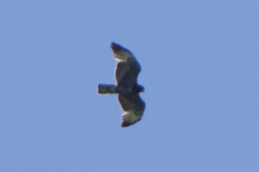 Short-tailed Hawk - ML616952005