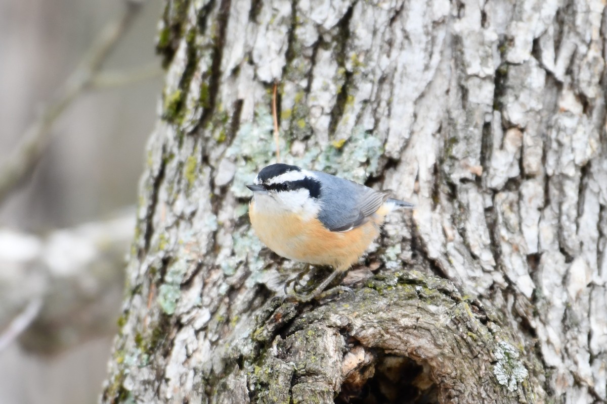 Red-breasted Nuthatch - ML616952049