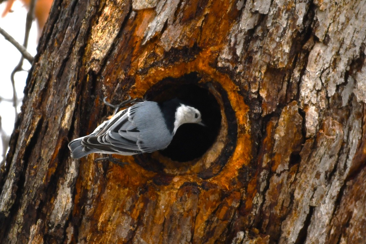 White-breasted Nuthatch - ML616952069