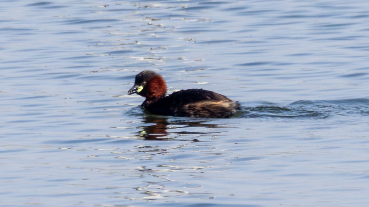 Little Grebe - ML616952142