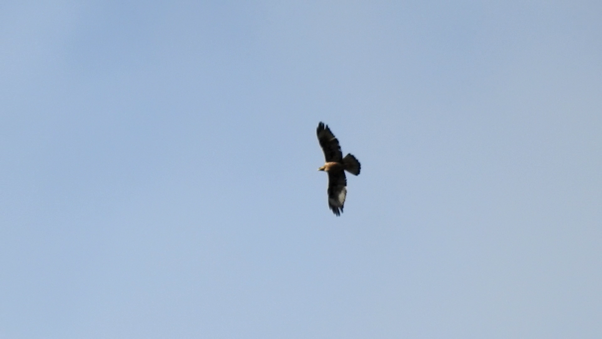 Common Buzzard - João Tiago Ribeiro