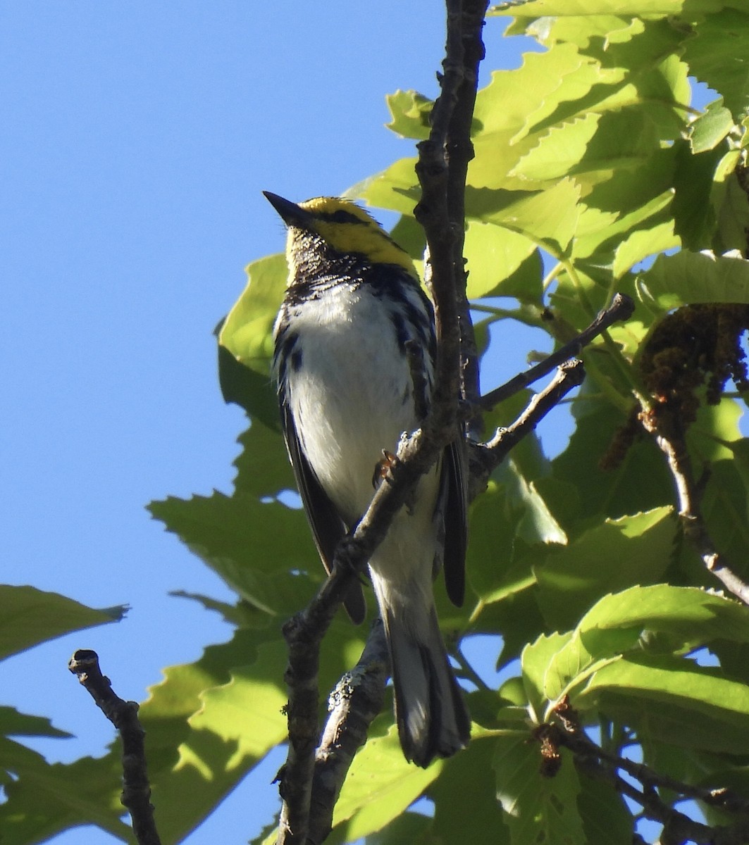 Golden-cheeked Warbler - ML616952176