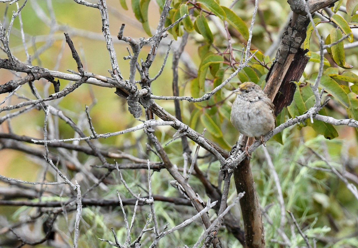 Golden-crowned Sparrow - ML616952183