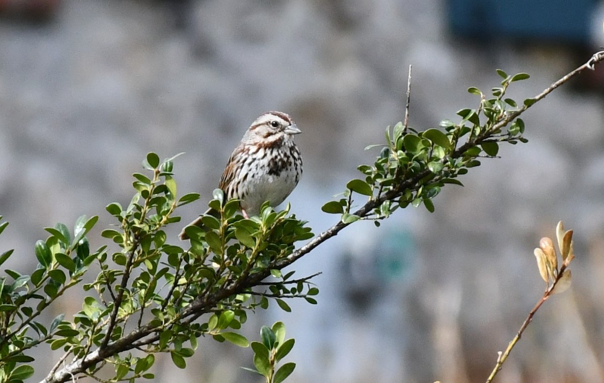 Song Sparrow - ML616952187