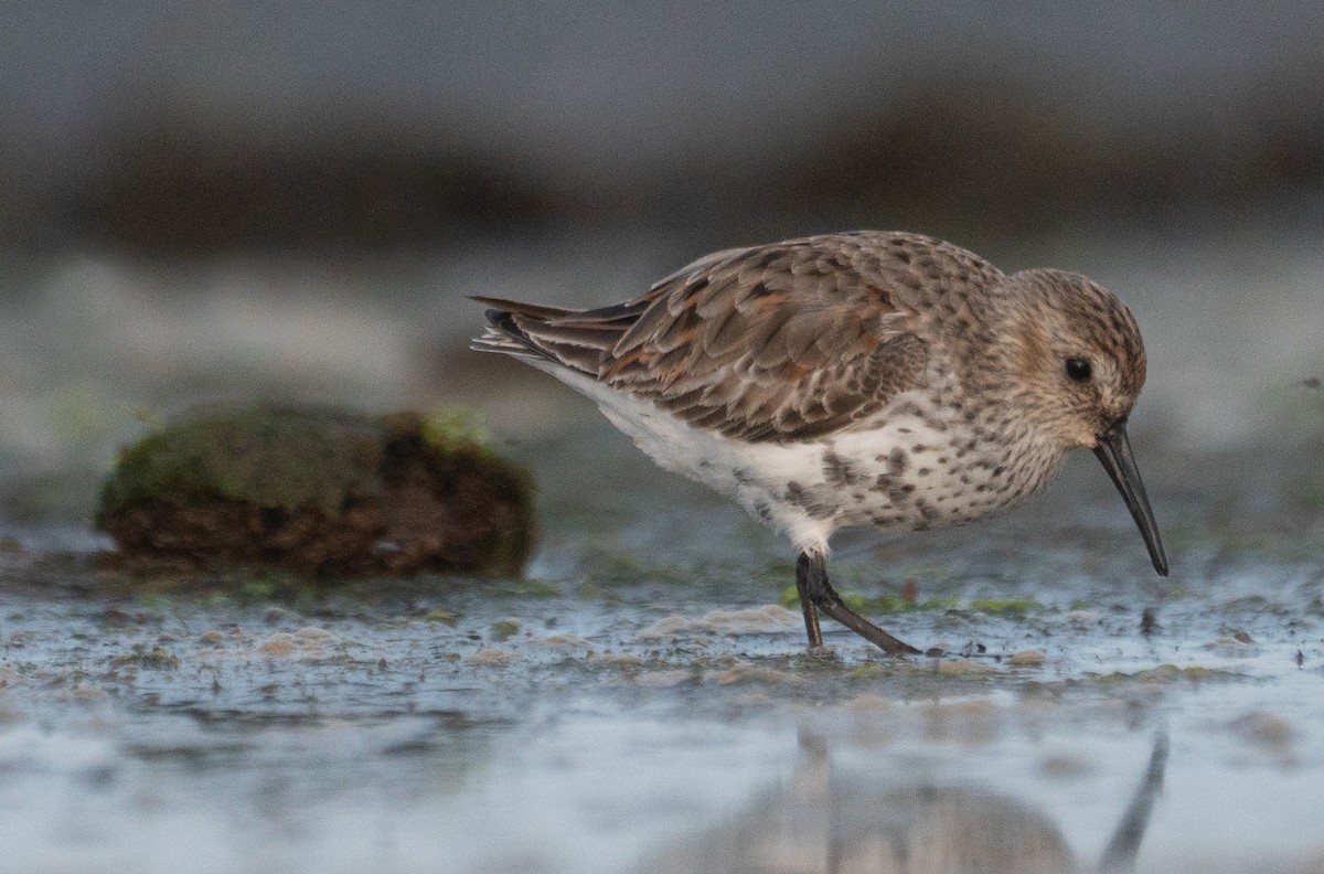 Dunlin - Marcel Gil Velasco