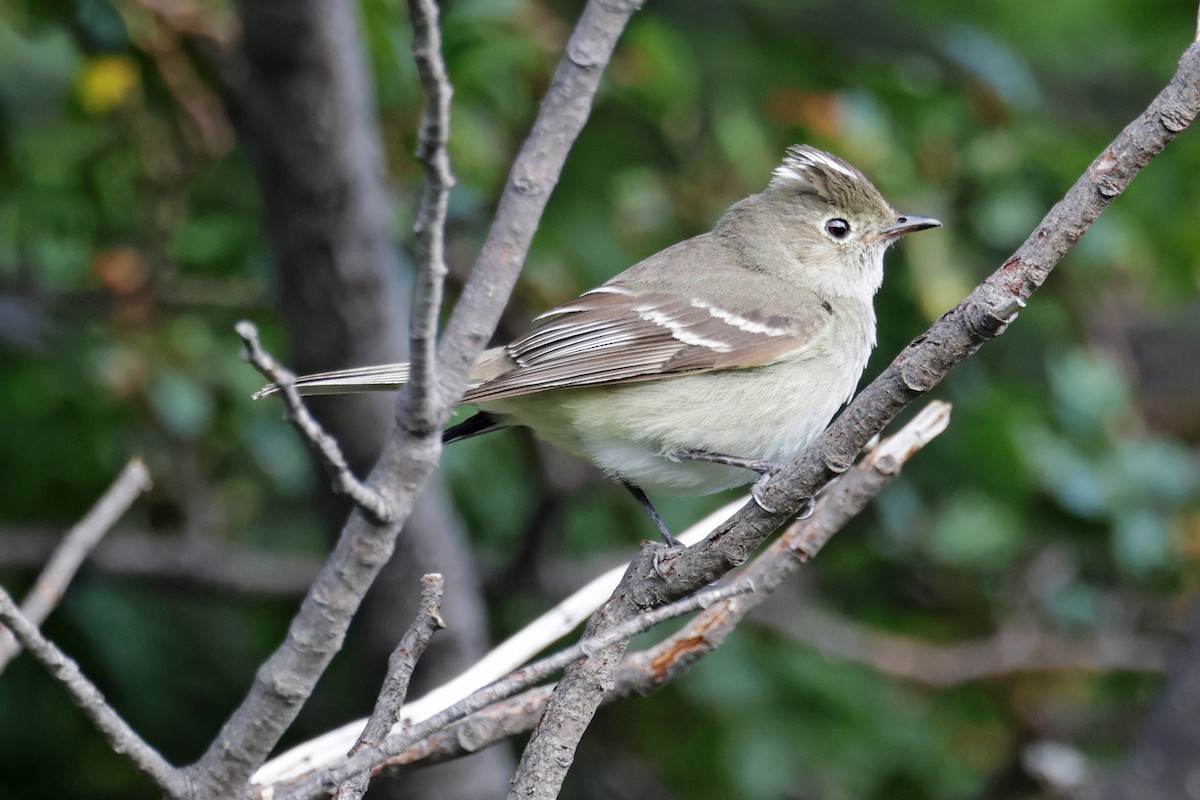 White-crested Elaenia - ML616952218