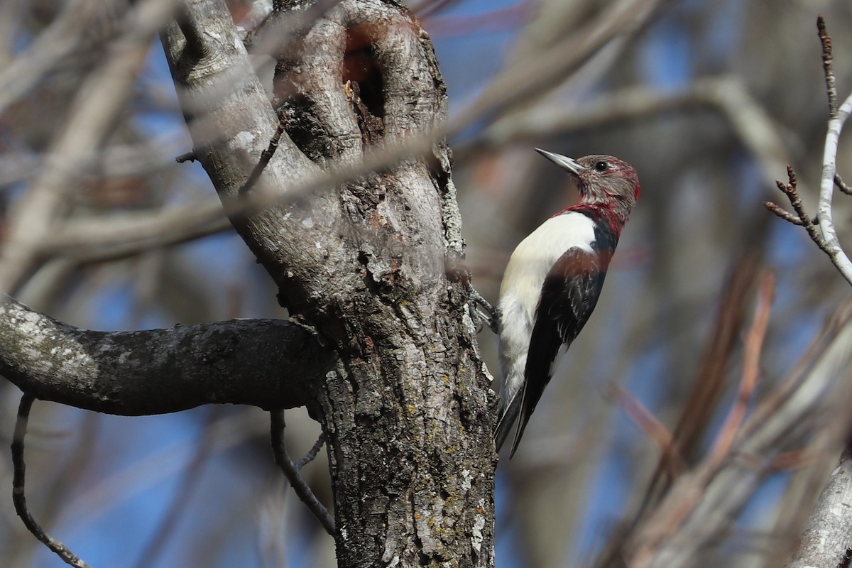 Red-headed Woodpecker - ML616952235