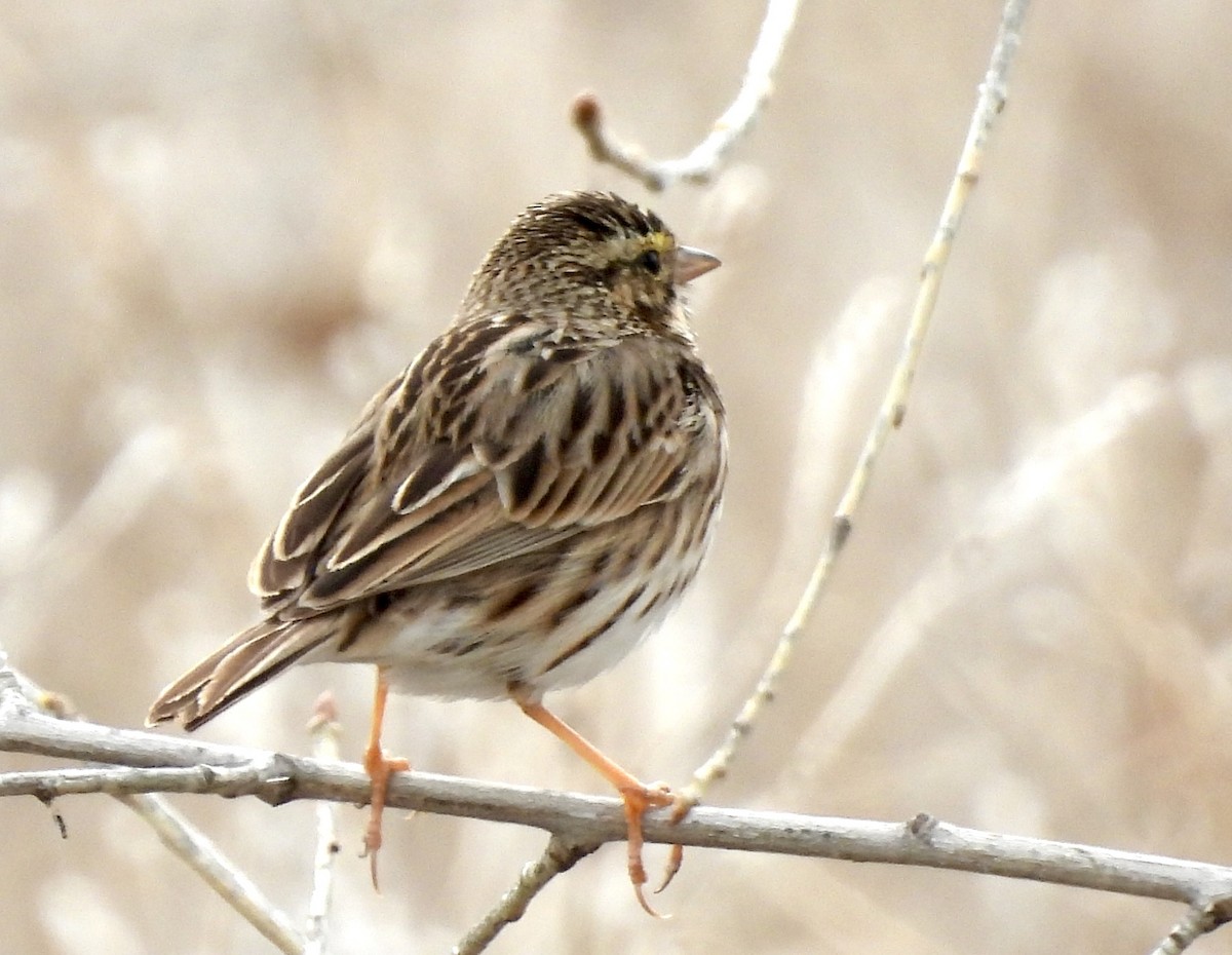Savannah Sparrow - ML616952363