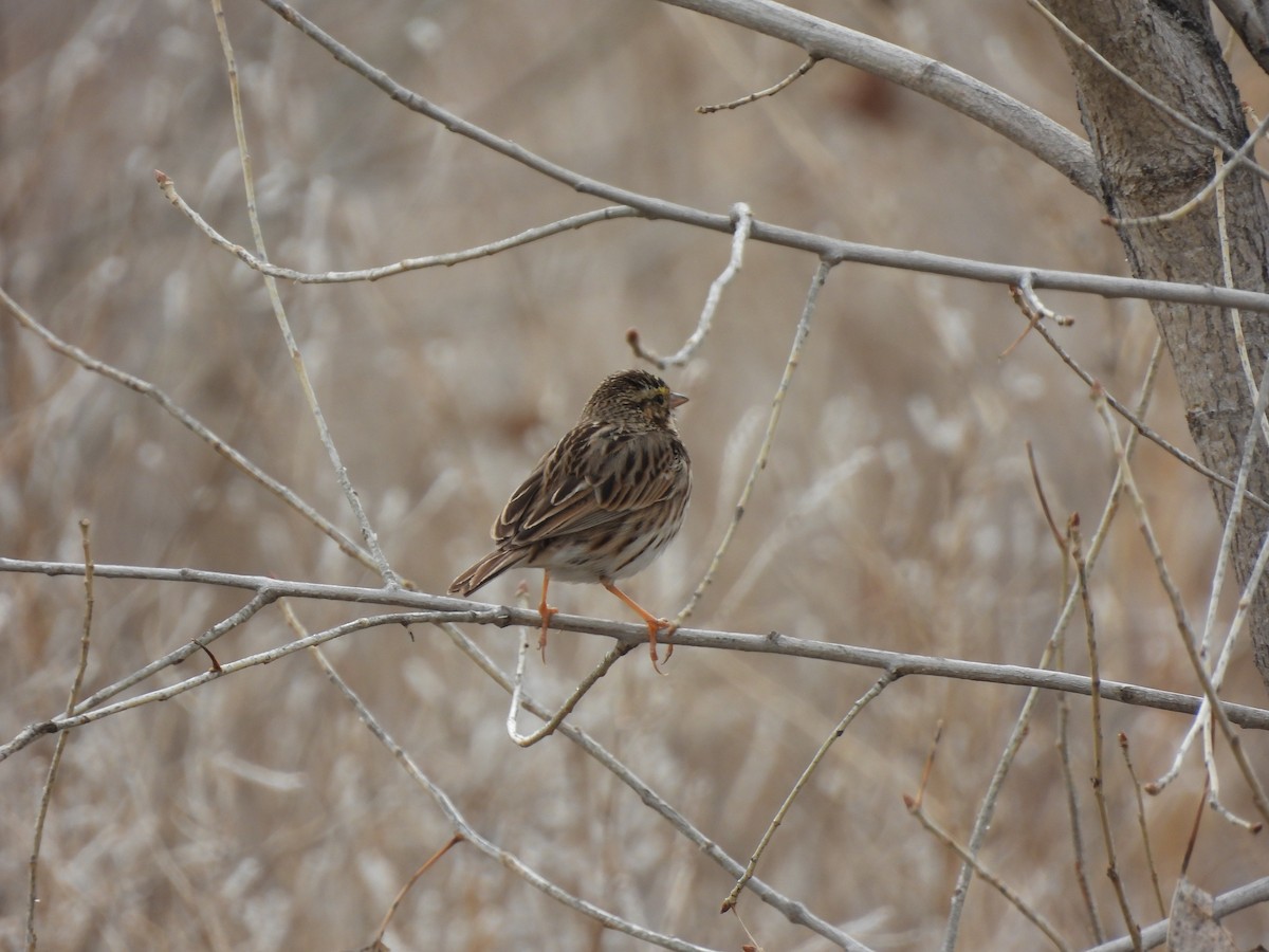 Savannah Sparrow - ML616952364