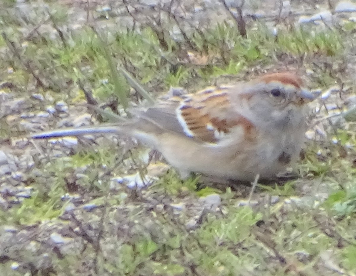 American Tree Sparrow - ML616952366