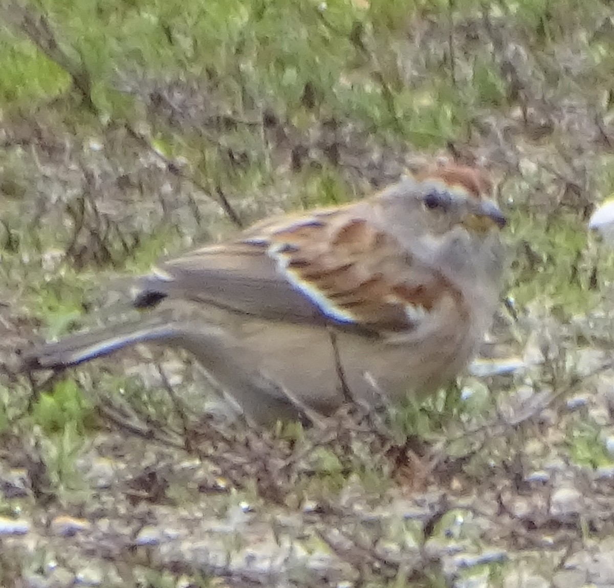 American Tree Sparrow - judith morsink