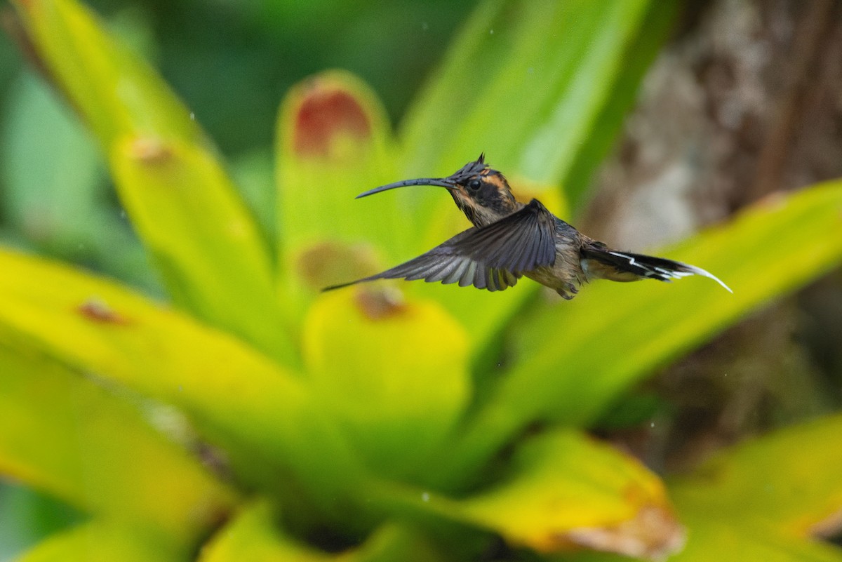 kolibřík šupinkohrdlý - ML616952376
