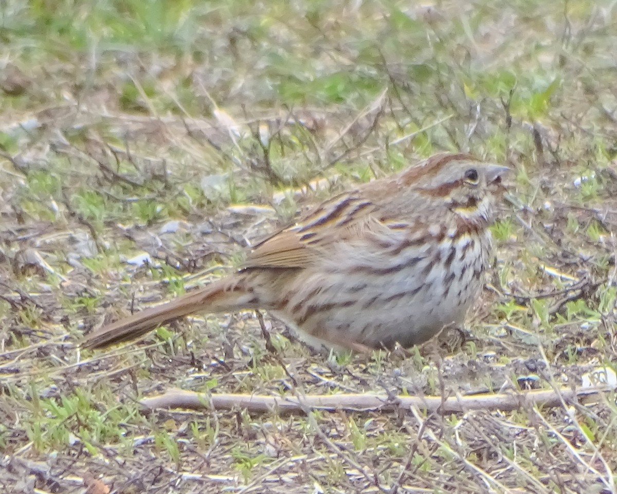 Song Sparrow - judith morsink