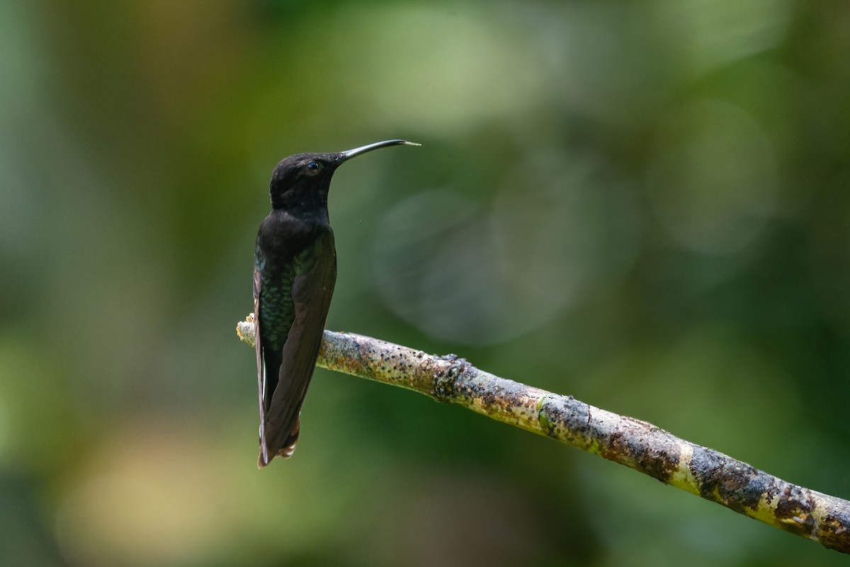 Black Jacobin - ML616952393