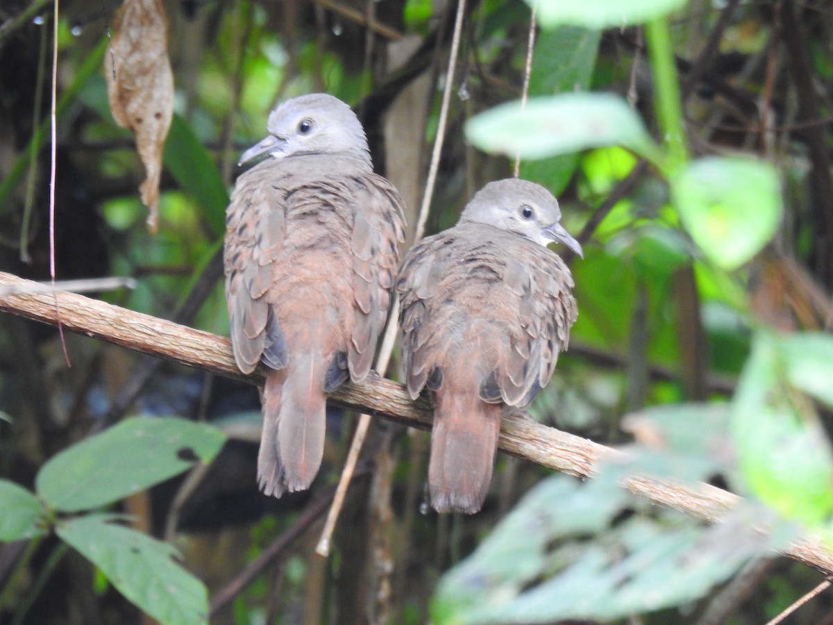 Ruddy Ground Dove - ML616952399