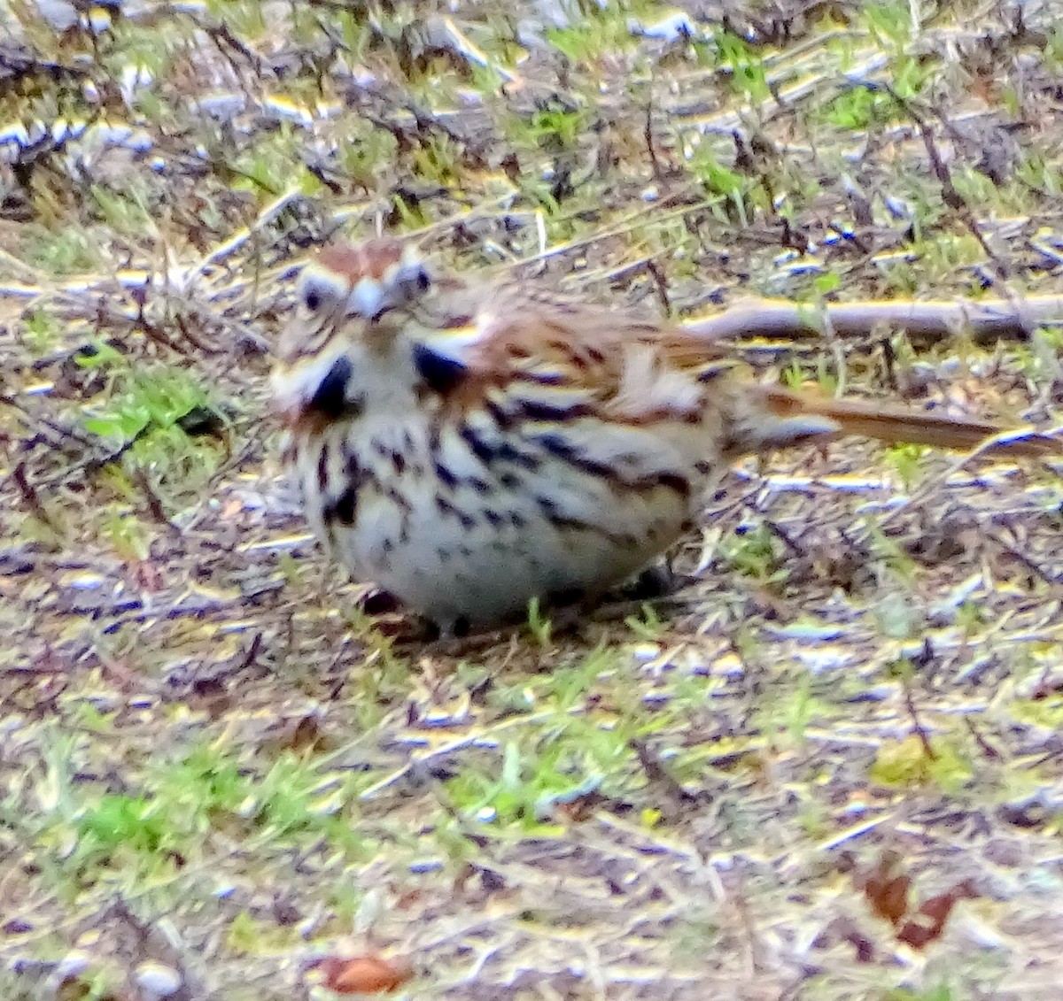 Song Sparrow - judith morsink