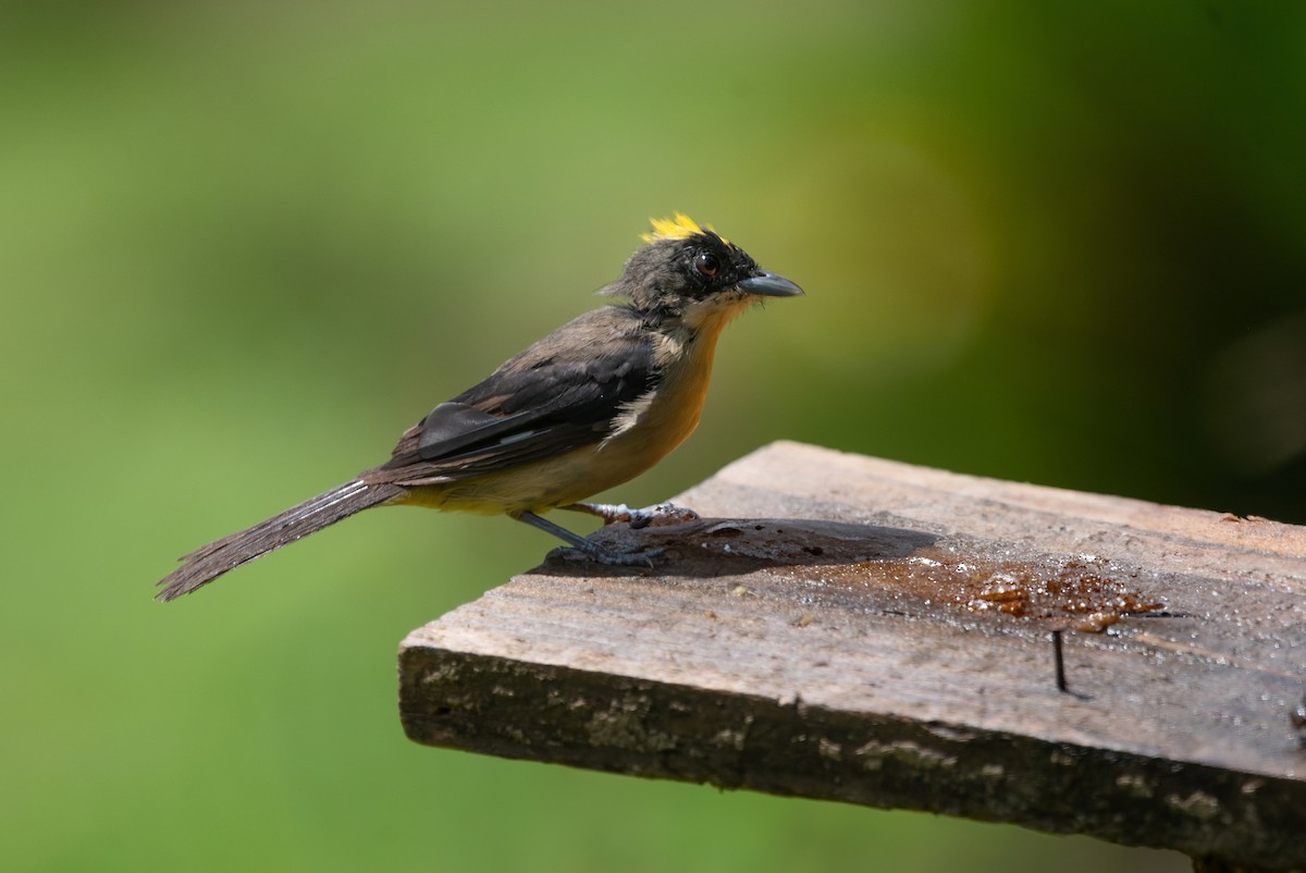 Black-goggled Tanager - LUCIANO BERNARDES