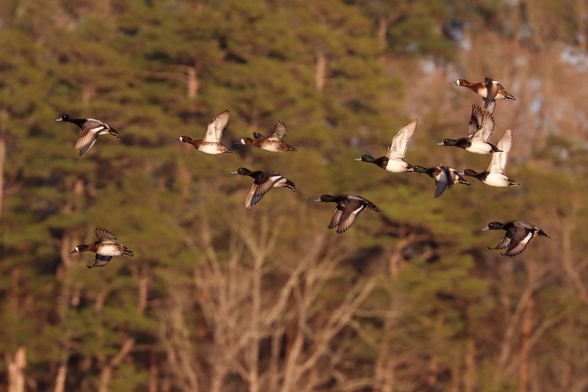 Lesser Scaup - ML616952451