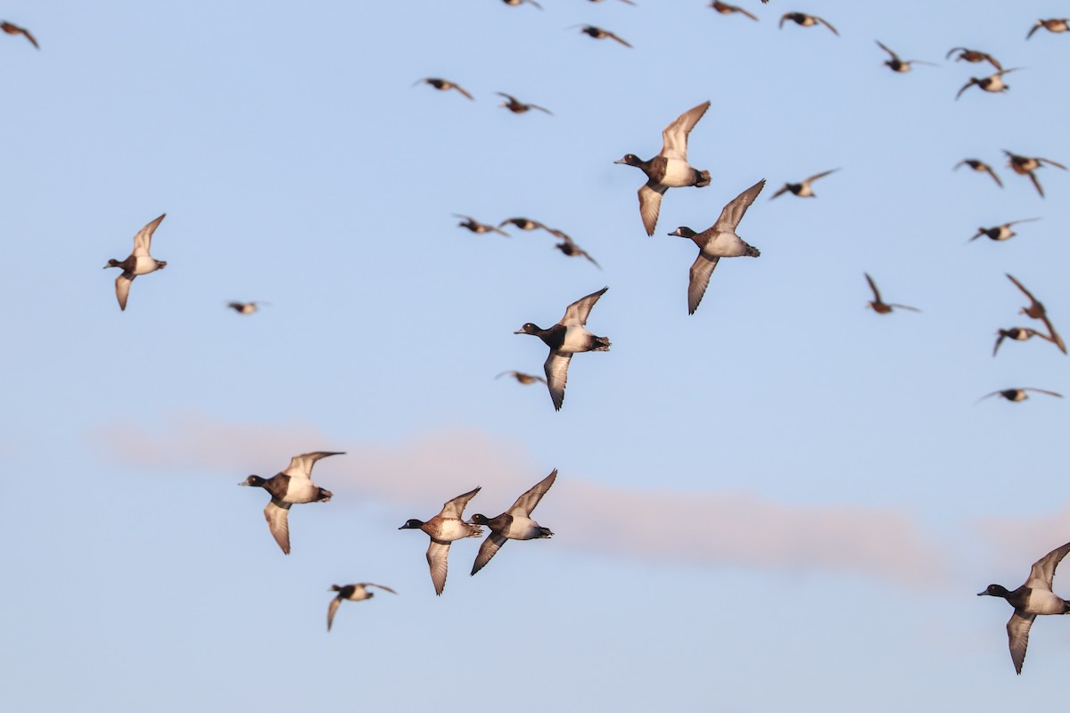 Lesser Scaup - ML616952452